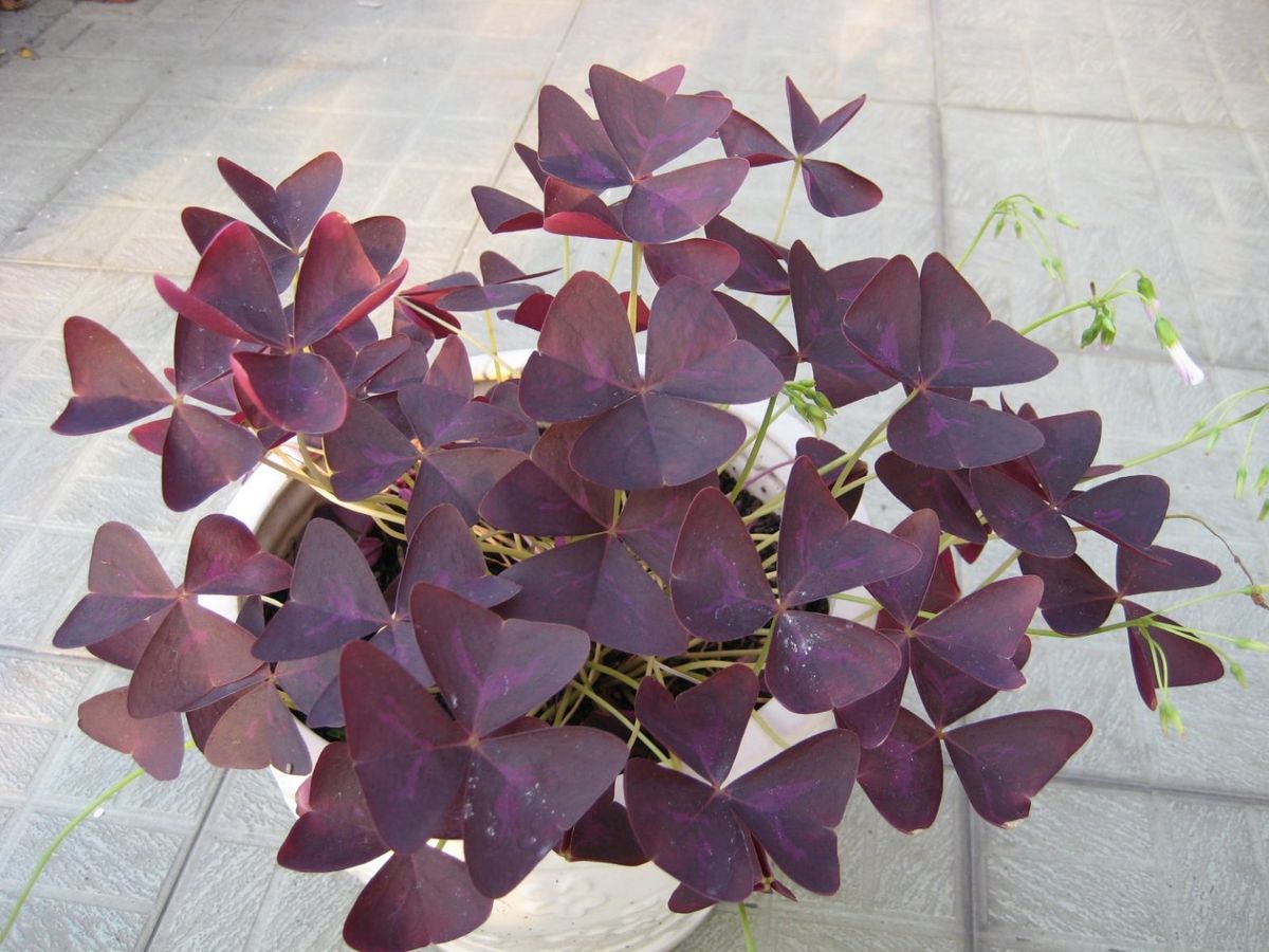 Cây để bàn