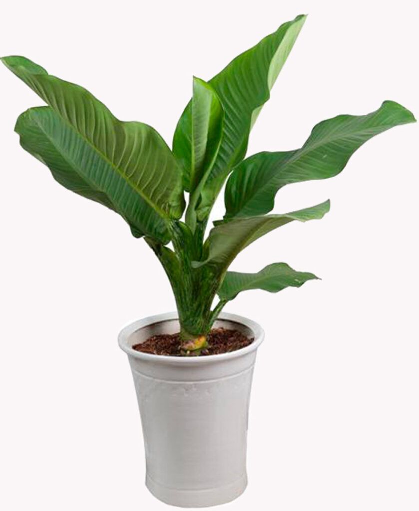 Cây để bàn giáo viên — Kinh nghiệm hữu ích