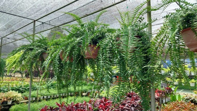 Cây để bàn bình dương — Kinh nghiệm hữu ích