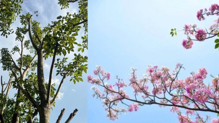 Cây để bàn làm việc cho người mệnh hỏa — Kinh nghiệm hữu ích