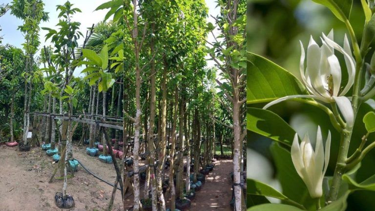 Cây nước nóng lạnh để bàn fujihome — Những điều cần biết