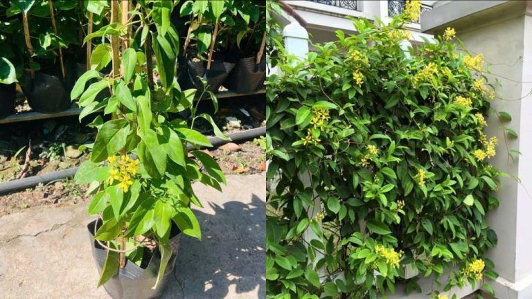 Cây Kim Đồng Leo — cây để bàn văn phòng hợp mệnh kim
