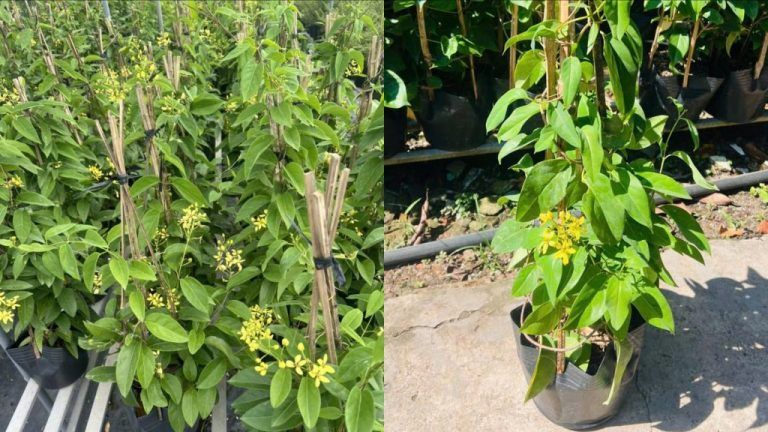 Cây Kim Đồng Leo — cây để bàn hợp với mệnh kim
