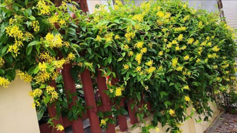 Cây Kim Đồng Leo — cây để bàn hợp với mệnh kim