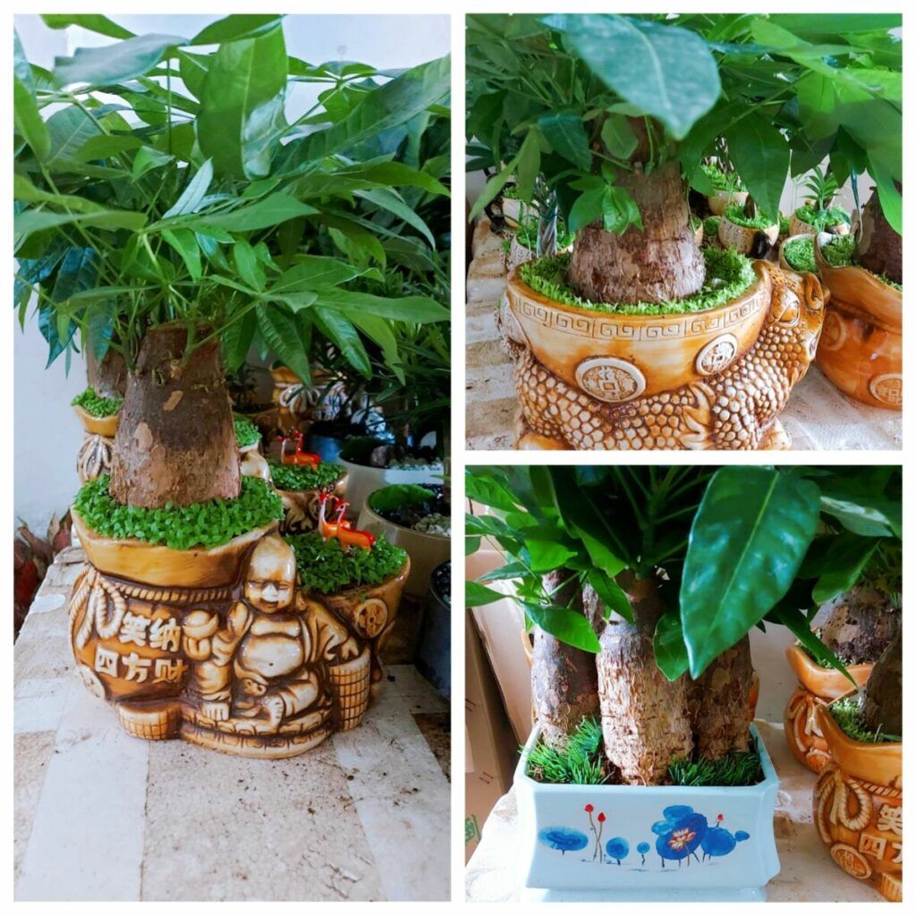 Cây để bàn dễ chăm : Tổng hợp từ A đến Z