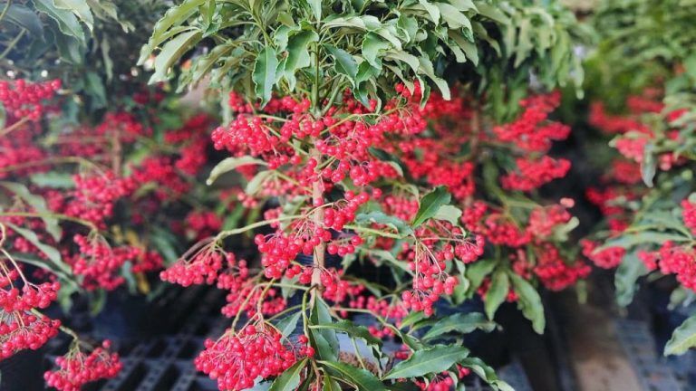 Cây xanh để bàn — Hướng dẫn chi tiết