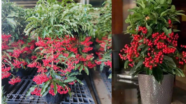 Cây Kim Ngân Lượng Lá Xanh — cây để bàn làm việc hợp mệnh kim