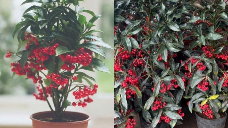 Cây xanh để bàn giáo viên — Kinh nghiệm hữu ích