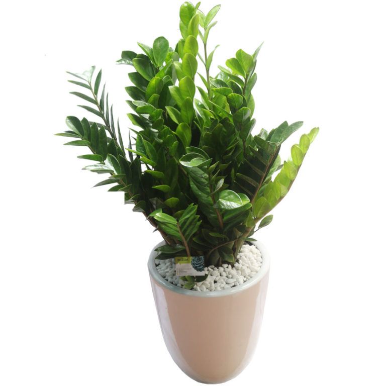 Cây để bàn văn phòng đẹp — Những điều cần biết