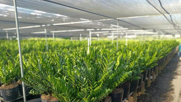 Cây để bàn thờ phật — Hướng dẫn chi tiết