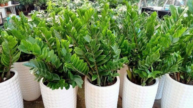 Cây Kim Tiền (Kim Phát Tài) — cây để bàn thờ phật