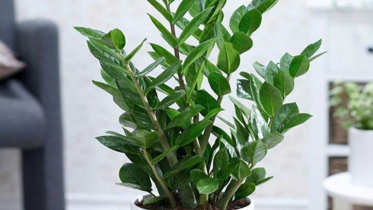 Cây Kim Tiền (Kim Phát Tài) — cây để bàn thờ phật