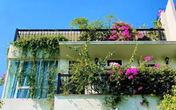 Cây để bàn làm việc mệnh mộc — Kinh nghiệm hữu ích