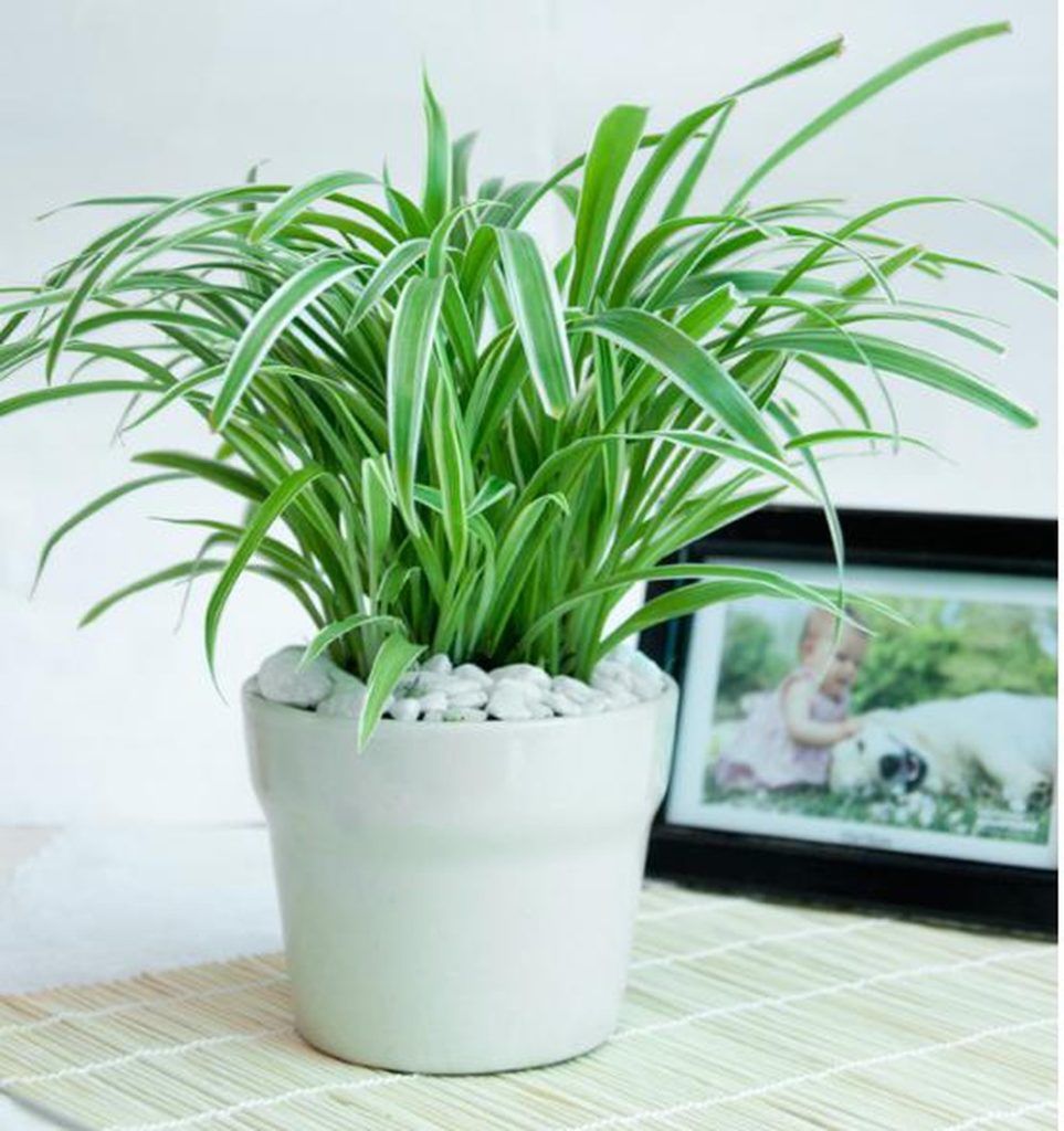 Cây kim ngân phong thủy văn phòng — Kinh nghiệm hữu ích