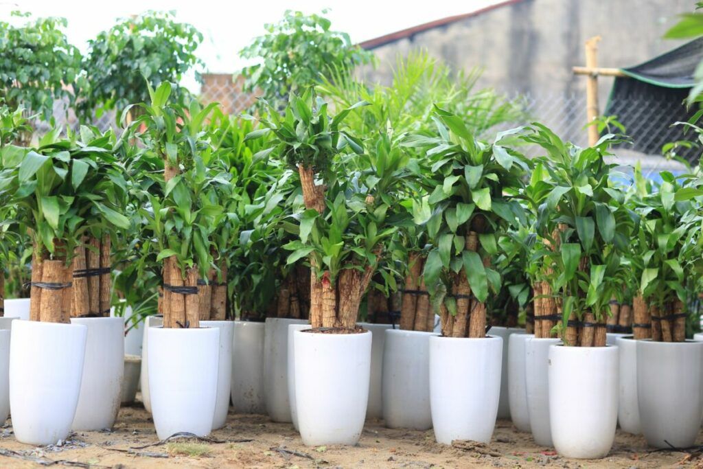 Chậu cây để bàn xinh : Tổng hợp từ A đến Z