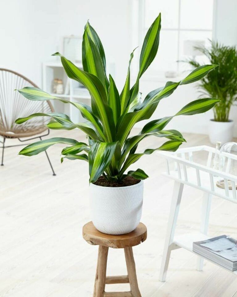 Cây để bàn cho mệnh mộc : Tổng hợp từ A đến Z