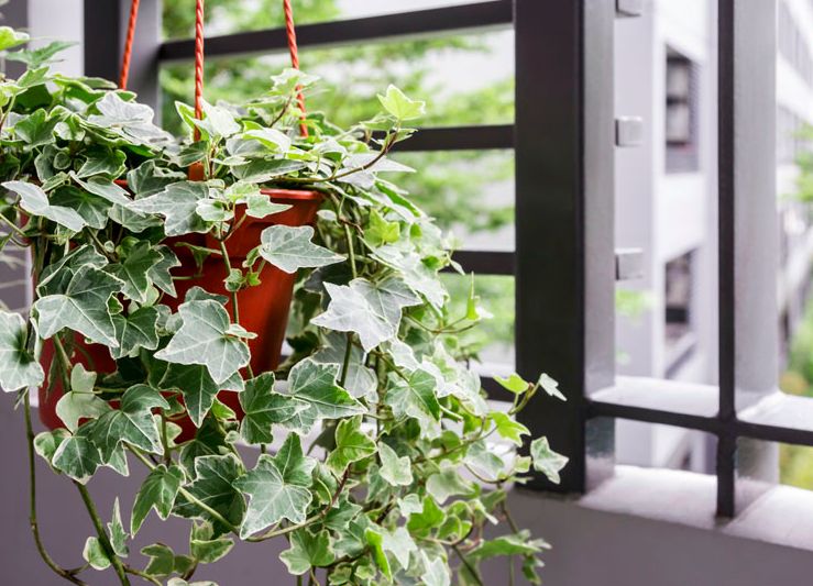 Cây để bàn tphcm — Kinh nghiệm hữu ích