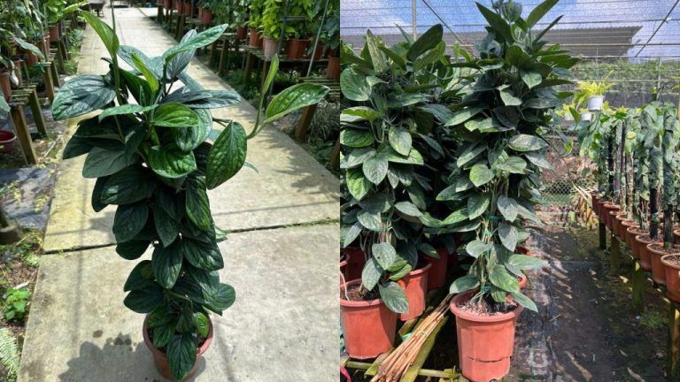 Cây hạnh phúc để bàn giá bao nhiêu — Hướng dẫn chi tiết