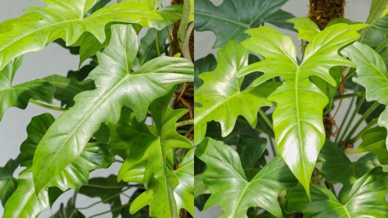 Cây xanh để bàn làm việc — Hướng dẫn chi tiết
