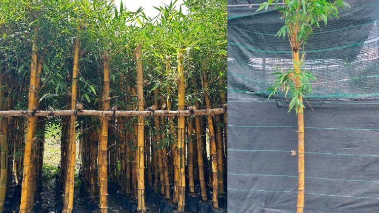 Cây để bàn ngày tết — Kinh nghiệm hữu ích