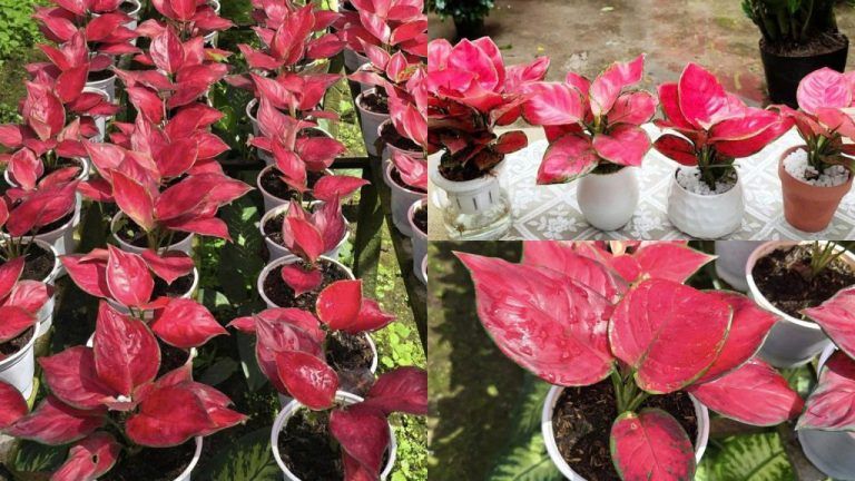 Cây để bàn thu hút tài lộc — Hướng dẫn chi tiết