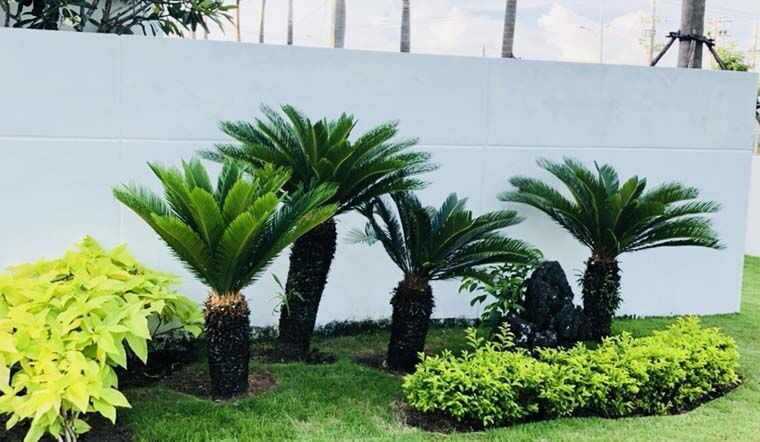 Cây để bàn sang trọng — Hướng dẫn chi tiết