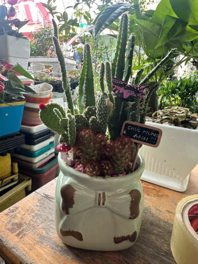 Cây xương rồng để bàn — Những điều cần biết