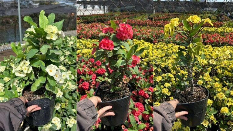Cây Xương Rồng Bát Tiên — cây xương rồng để bàn
