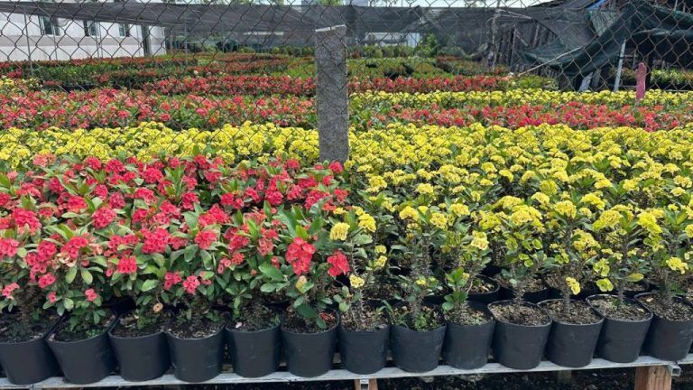 Cây Xương Rồng Bát Tiên — cây để bàn thờ gia tiên