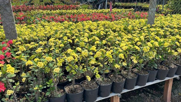 Cây Xương Rồng Bát Tiên — cây xương rồng để bàn làm việc có tốt không