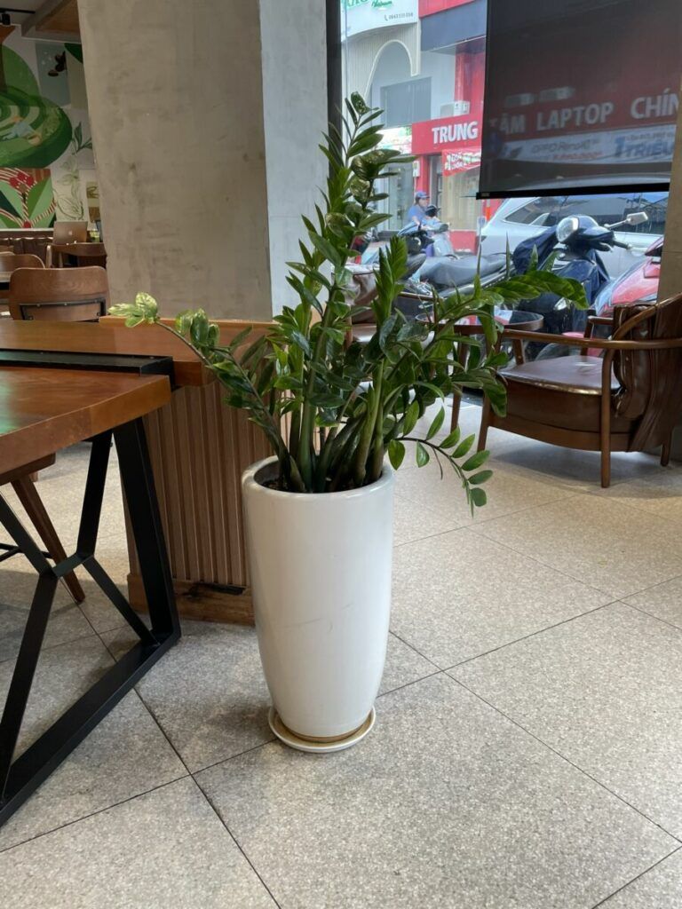 Chậu cây Kim Tiền để trong quán cà phê — chậu cây để bàn quận 7