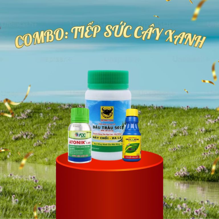 Combo TIẾP SỨC CÂY XANH ( Chăm sóc cây văn phòng chung cư) ảnh 1 — cây để bàn văn phòng hợp mệnh thổ