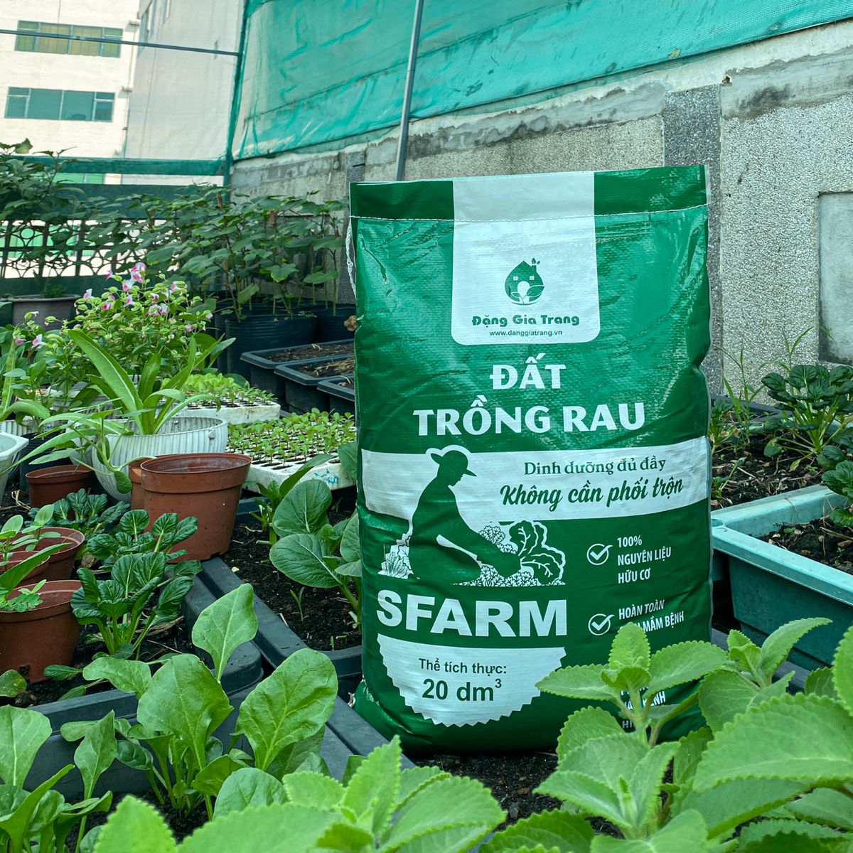 Đất trồng rau SFARM chuyên dùng cho rau ăn lá và rau ăn củ quả (Bao 20dm3 ~ 8-9kg) ảnh 5 — cây để bàn quả đỏ