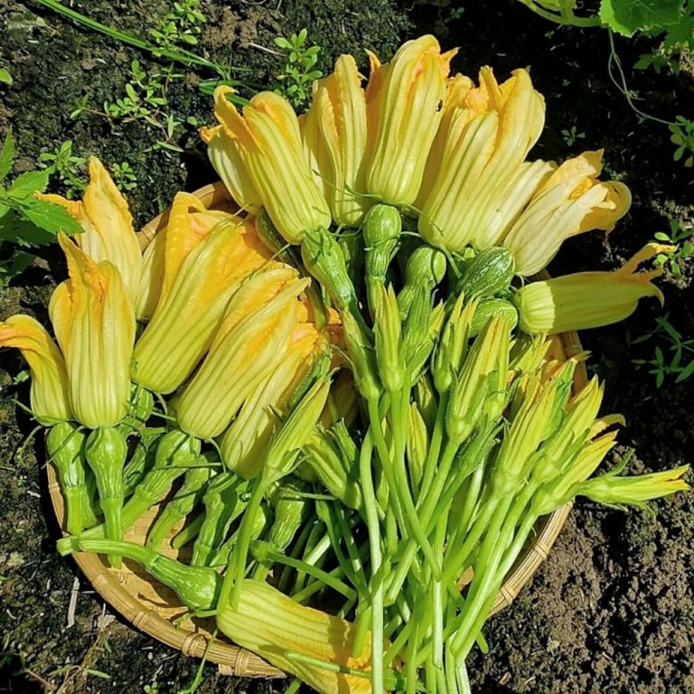 Hạt giống Bí đỏ ăn bông Rado 391 Gói 5 gram ảnh 2 — cây máy tính để bàn gọi là gì