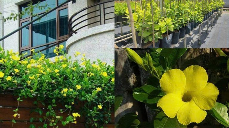 Cây để bàn có hoa — Hướng dẫn chi tiết