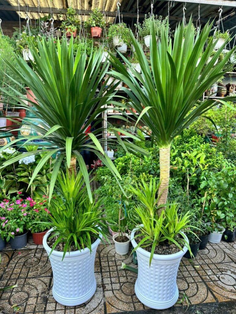 Phát tài núi + Chậu cây — cây để bàn phật