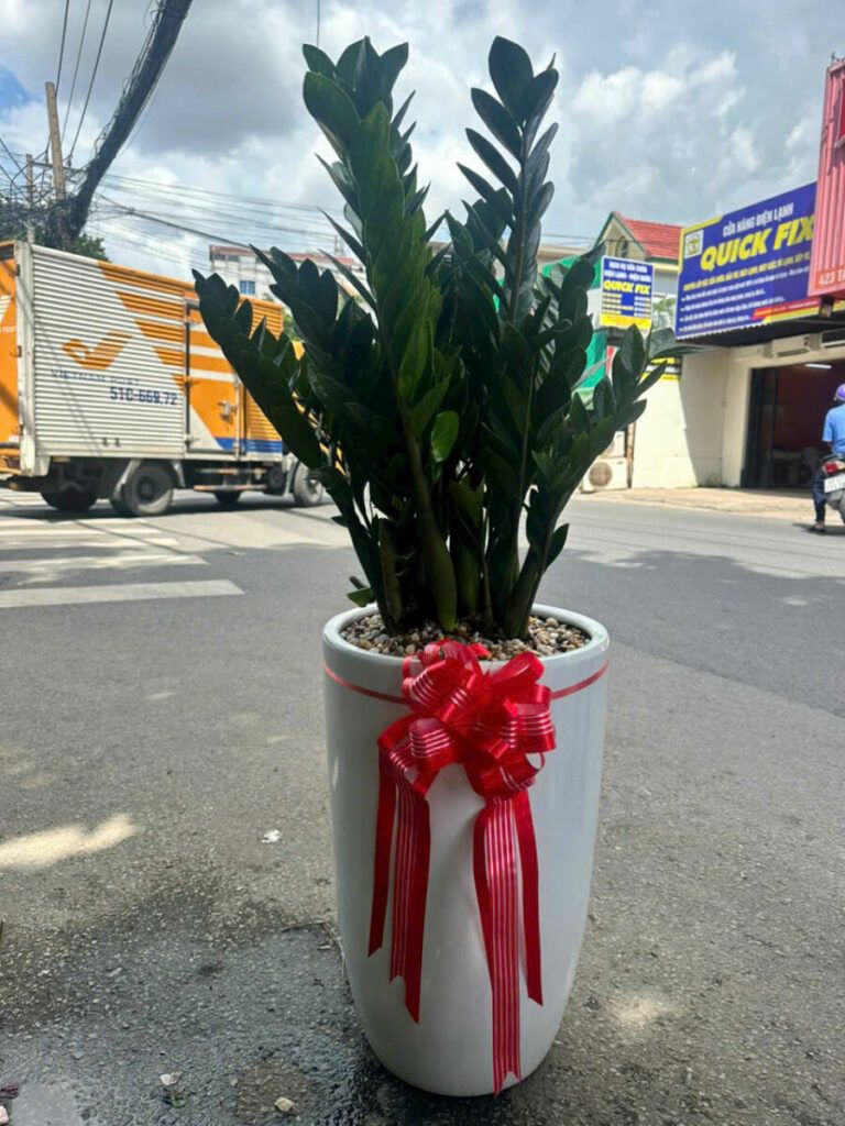 soi-lot-cay-kim-tien — cây kim tiền để bàn giá bao nhiêu